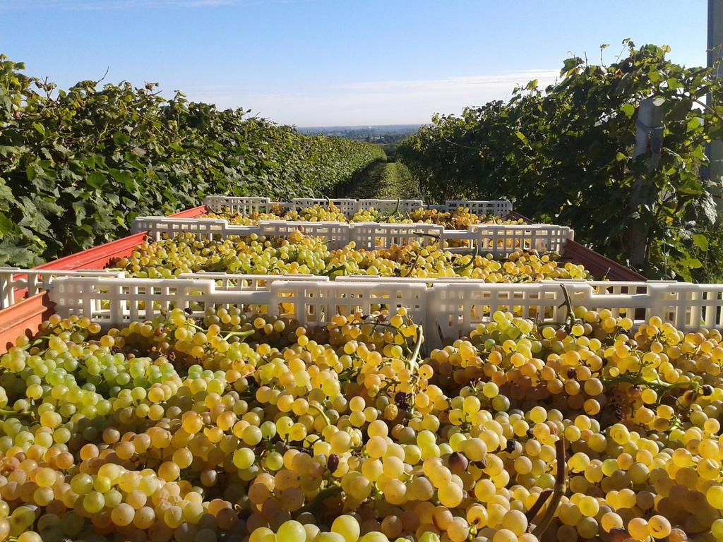 Agriturismo E Cantina La Sabbiona Faenza Luaran gambar